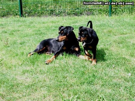 Deutscher Pinscher Face vom Fürstental mit Tochter Banya vom Asbachtal