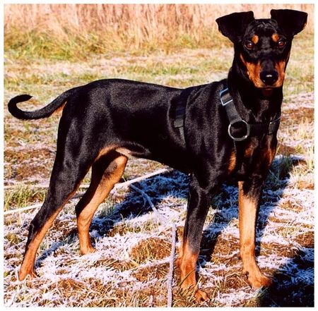 Deutscher Pinscher Hunde Foto 2598 Deutscher Pinscher Dinka von der Hasenburg