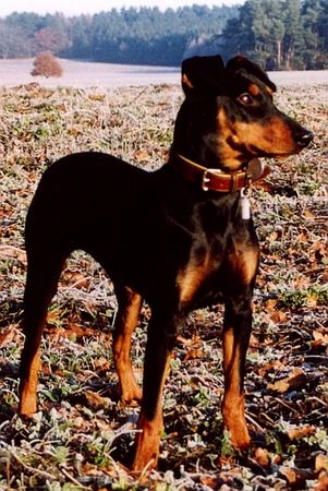 Deutscher Pinscher Hunde Foto 2581 Deutscher Pinscher Dinka von der Hasenburg