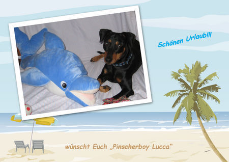 Deutscher Pinscher Hunde Foto 42561 in höherer Auflösung ansehen Deutscher Pinscher Mad Max Lucca von der Rheinebene im Juli 2008