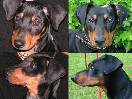 Deutscher Pinscher Hunde Foto 30334 in höherer Auflösung ansehen Deutscher Pinscher Kopfstudie 3 Monate / 2 Jahre