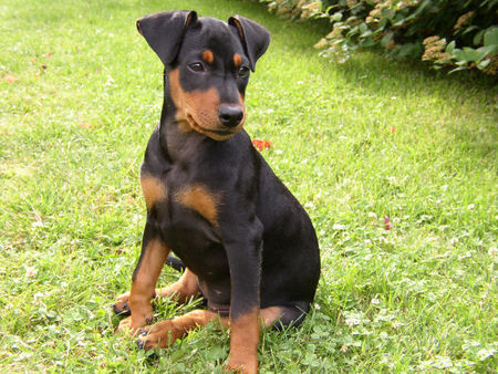 Deutscher Pinscher Hunde Foto 40165 in höherer Auflösung ansehen Deutscher Pinscher