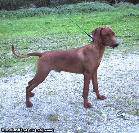 Deutscher Pinscher Hunde Foto 5758 Deutscher Pinscher Quebec´s Eighty Eight - Gismo mit 5,5 Monaten