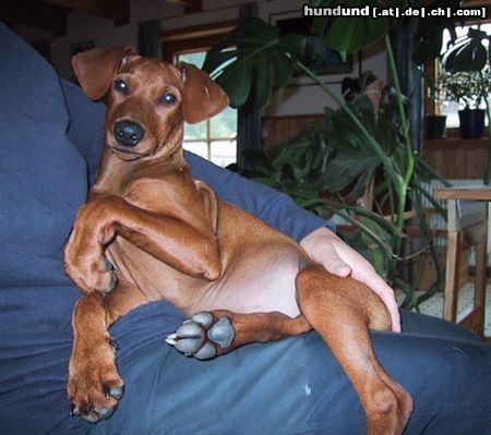 Deutscher Pinscher Hunde Foto 5760 Deutscher Pinscher Unser Schoßhund Gismo 4 Monate jung (Quebec´s Eighty Eight)