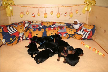Deutscher Pinscher Hunde Foto 41405 Deutscher Pinscher Haller Deutsche Pinscher wünschen Frohe Ostern