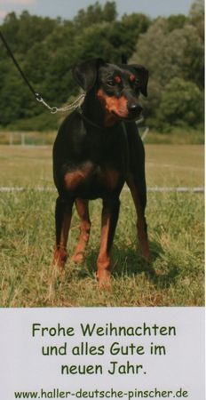 Deutscher Pinscher Hunde Foto 43450 Deutscher Pinscher Haller Deutsche Pinscher (Intern. Champion. Ophelia)