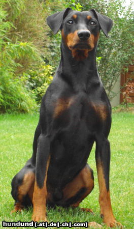 Deutscher Pinscher Hunde Foto 45004 Deutscher Pinscher Haller Barnabas