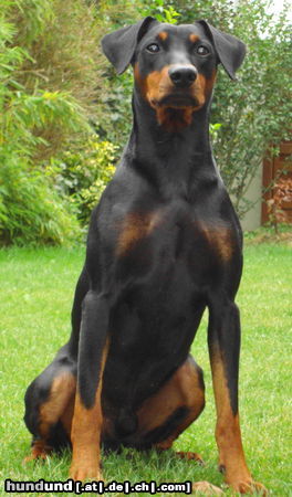 Deutscher Pinscher Haller Barnabas