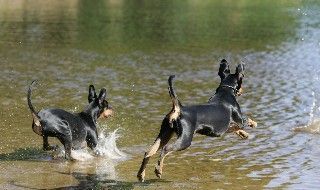 Deutscher Pinscher Hunde Foto 38985 Deutscher Pinscher Haller Deutsche Pinscher (erfrischendes Naß)