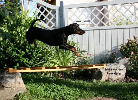 Deutscher Pinscher Hunde Foto 38986 Deutscher Pinscher Haller Deutsche Pinscher (Dinka: und ich fliege fliege im Saußeschritt..)