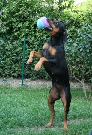 Deutscher Pinscher Hunde Foto 38984 Deutscher Pinscher Haller Deutsche Pinscher (tanzende Ophelia)