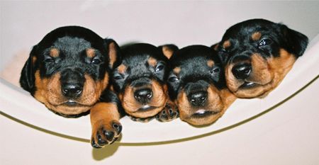 Deutscher Pinscher Hunde Foto 38150 Deutscher Pinscher Haller Deutsche Pinscher (Ophelias Welpen im Viererpack - dritte Woche)