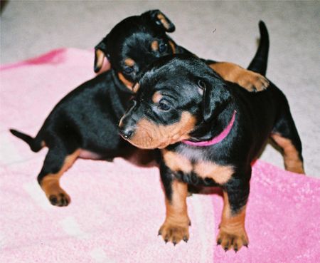Deutscher Pinscher Hunde Foto 38151 Deutscher Pinscher Haller Deutsche Pinscher (