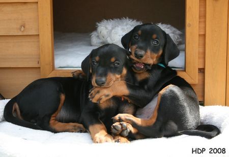 Deutscher Pinscher Hunde Foto 41845 Deutscher Pinscher Geschwisterliebe (Haller Deutsche Pinscher Welpen)