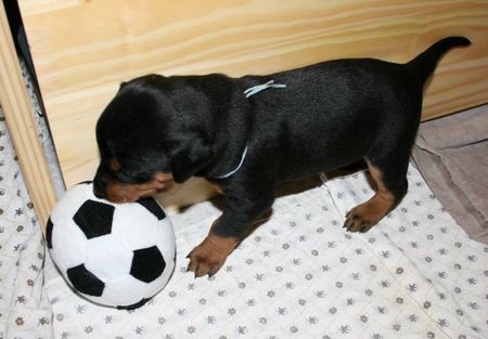 Deutscher Pinscher Hunde Foto 41843 Deutscher Pinscher