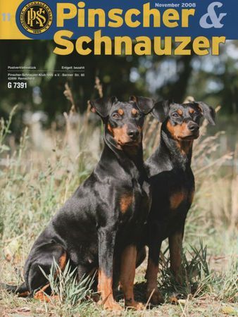 Deutscher Pinscher Haller Deutsche Pinscher sagen DANKE.