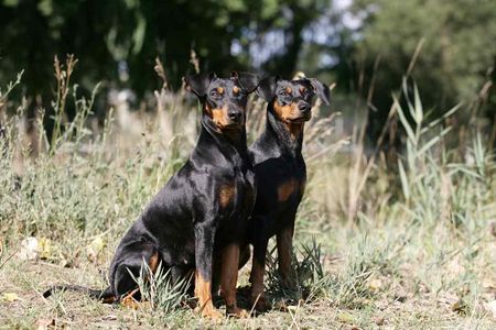 Deutscher Pinscher Haller Deutsche Pinscher 