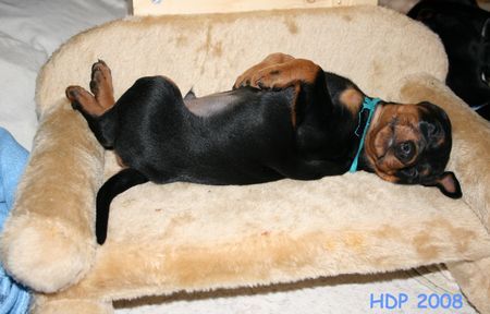 Deutscher Pinscher Hunde Foto 41844 Deutscher Pinscher Mittagsschläfchen (Haller Deutsche Pinscher Welpen)