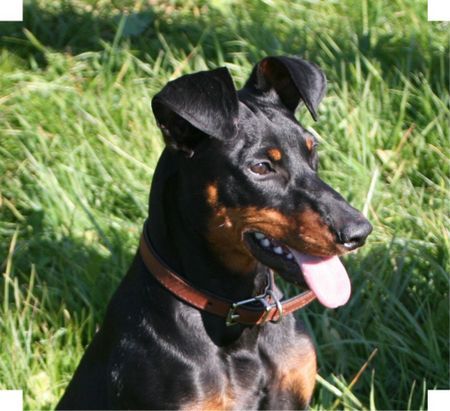 Deutscher Pinscher Haller Deutsche Pinscher