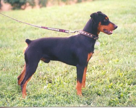 Deutscher Pinscher Hunde Foto 1688 Deutscher Pinscher Hero vom Awarenring