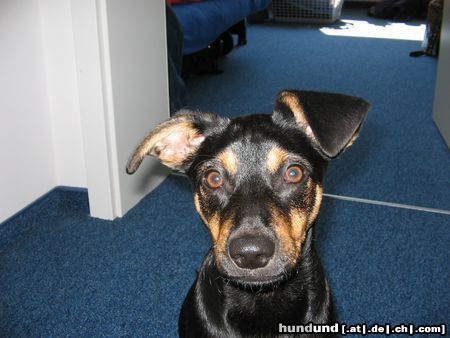 Deutscher Pinscher Hunde Foto 14837 in höherer Auflösung ansehen Deutscher Pinscher Jacky6Monate