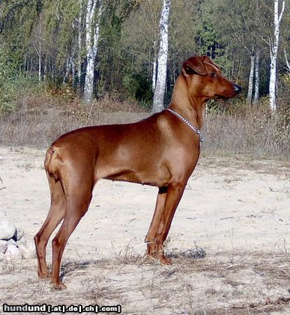 Deutscher Pinscher Rudlica Psotnica czyli Metaxa