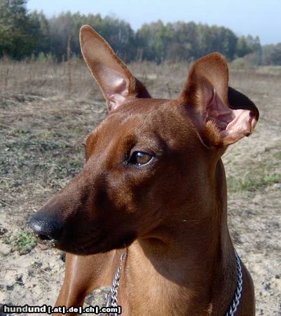 Deutscher Pinscher Hunde Foto 18067 in höherer Auflösung ansehen Deutscher Pinscher Rudlica Psotnica czyli Metaxa