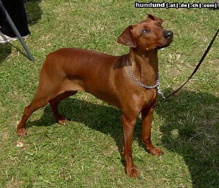 Deutscher Pinscher Hunde Foto 18064 in höherer Auflösung ansehen Deutscher Pinscher Rudlica Psotnica czyli Metaxa
