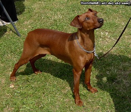 Deutscher Pinscher Rudlica Psotnica czyli Metaxa