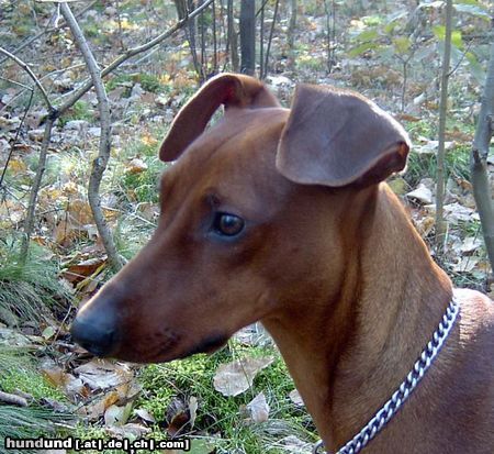 Deutscher Pinscher Hunde Foto 18065 in höherer Auflösung ansehen Deutscher Pinscher Rudlica Psotnica czyli Metaxa