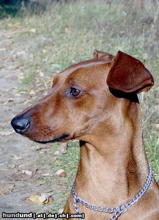 Deutscher Pinscher Rudlica Psotnica czyli Metaxa
