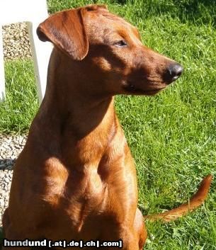 Deutscher Pinscher Hunde Foto 16256 in höherer Auflösung ansehen Deutscher Pinscher Jolly (PInch-hit's Kabala)