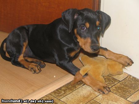 Deutscher Pinscher Hunde Foto 14495 Deutscher Pinscher Räuber (v.Cronsbach)