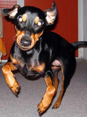 Deutscher Pinscher Hunde Foto 28545 in höherer Auflösung ansehen Deutscher Pinscher Cedric von der Hasenburg