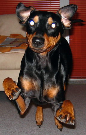 Deutscher Pinscher Hunde Foto 28546 in höherer Auflösung ansehen Deutscher Pinscher Cedric von der Hasenburg