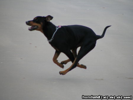 Deutscher Pinscher Hunde Foto 25348 in höherer Auflösung ansehen Deutscher Pinscher Räuber v.Cronsbach