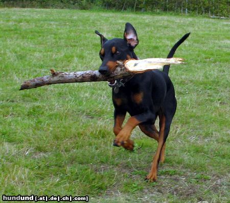 Deutscher Pinscher Hunde Foto 16501 in höherer Auflösung ansehen Deutscher Pinscher Cedric von der Hasenburg