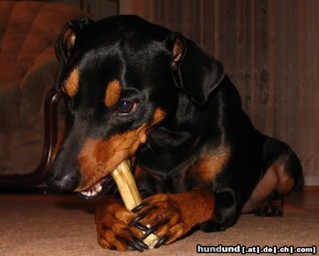 Deutscher Pinscher Hunde Foto 16504 in höherer Auflösung ansehen Deutscher Pinscher Cedric von der Hasenburg