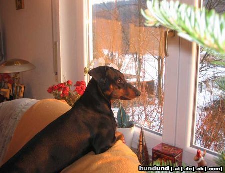 Deutscher Pinscher Hunde Foto 45037 in höherer Auflösung ansehen Deutscher Pinscher Haller Bodhi