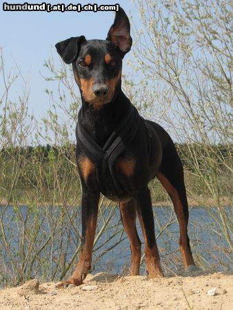Deutscher Pinscher Hunde Foto 20797 in höherer Auflösung ansehen Deutscher Pinscher Cedric von der Hasenburg