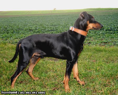 Deutscher Pinscher Haller Bodhi