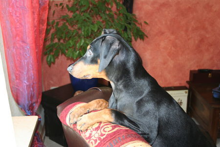 Deutscher Pinscher Hunde Foto 28932 in höherer Auflösung ansehen Deutscher Pinscher Emelie beim spazierensehen