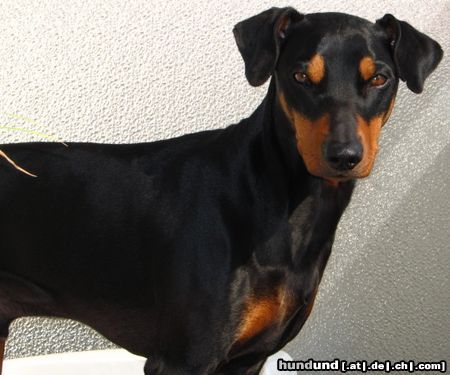 Deutscher Pinscher Cedric von der Hasenburg