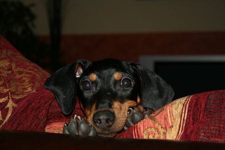 Deutscher Pinscher Hunde Foto 28950 in höherer Auflösung ansehen Deutscher Pinscher Emelie