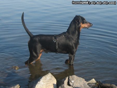 Deutscher Pinscher Haller Bodhi