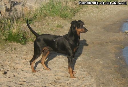 Deutscher Pinscher Haller Bodhi