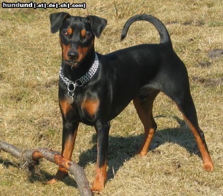 Deutscher Pinscher Hunde Foto 9197 Deutscher Pinscher Cedric von der Hasenburg 3