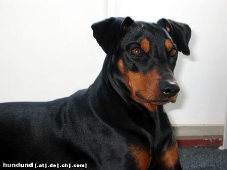 Deutscher Pinscher Hunde Foto 9198 Deutscher Pinscher Cedric von der Hasenburg 3