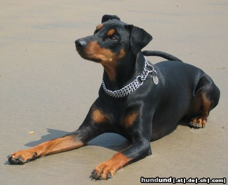 Deutscher Pinscher Hunde Foto 9233 Deutscher Pinscher