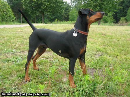 Deutscher Pinscher Hunde Foto 16426 in höherer Auflösung ansehen Deutscher Pinscher Cedric von der Hasenburg